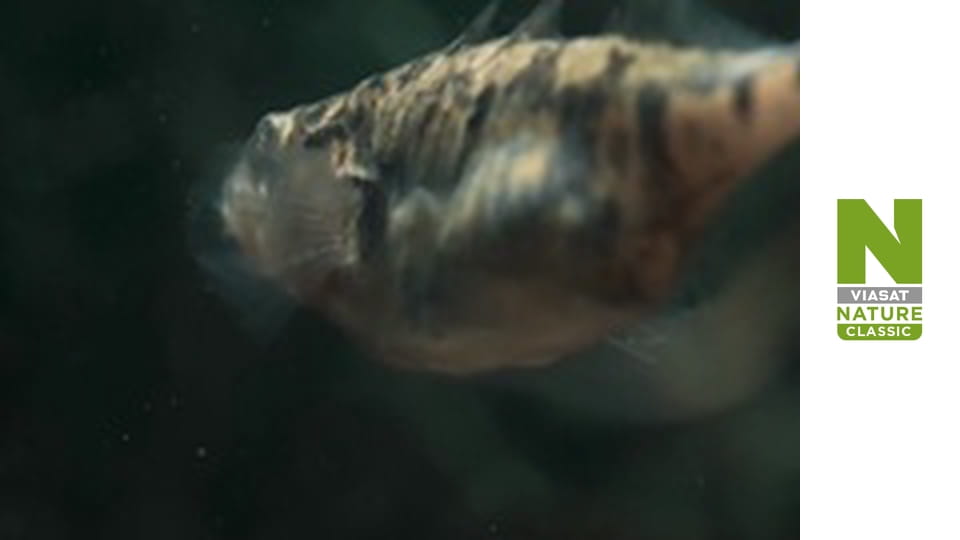 Дика Бельгія - Водний світ