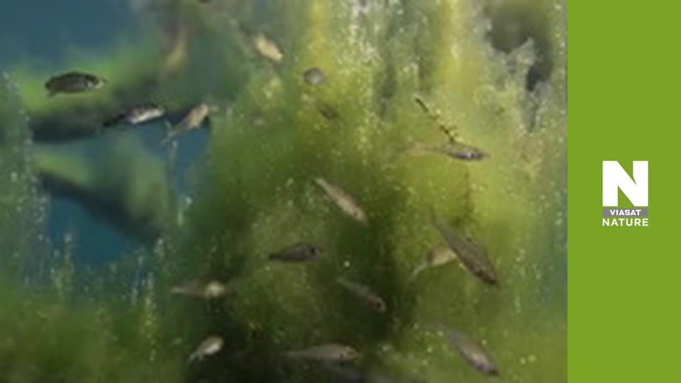 Wild Belgium - Water World