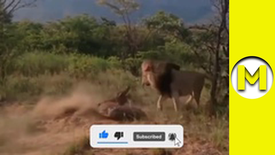 Max TV - сезон 1 - серія 59