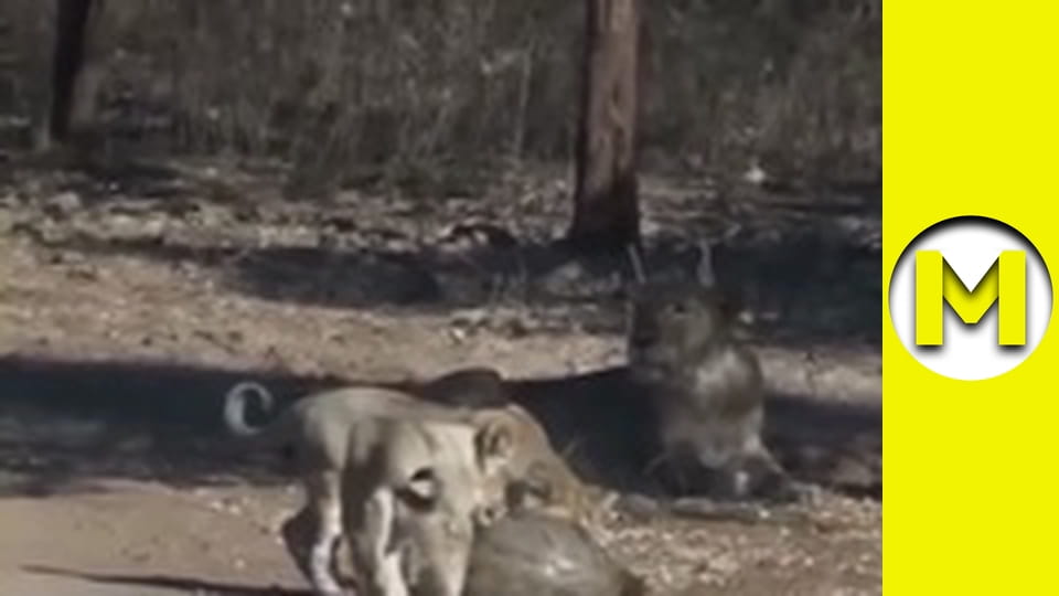 Max TV - сезон 2 - серія 5