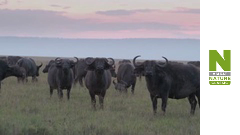 Леви та гієни