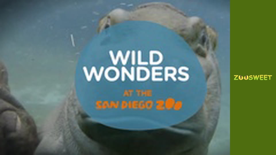 Wild Wonders at the San Diego - episode 17