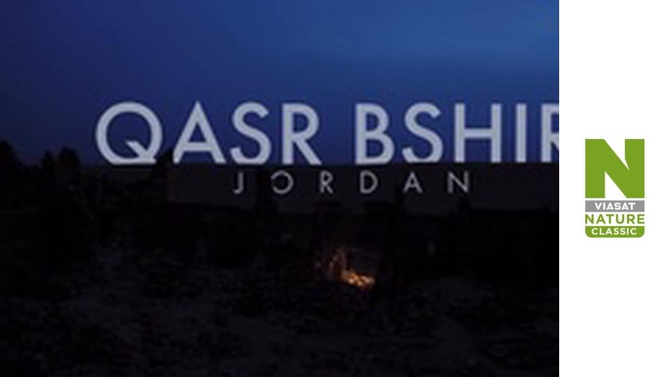 Еволюція - Лікування