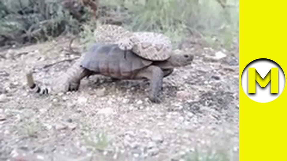 Max TV - сезон 1 - серія 125