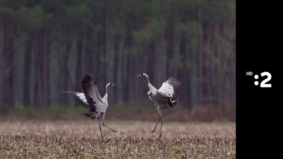 Byť tak zvieratkom E36 - Impala