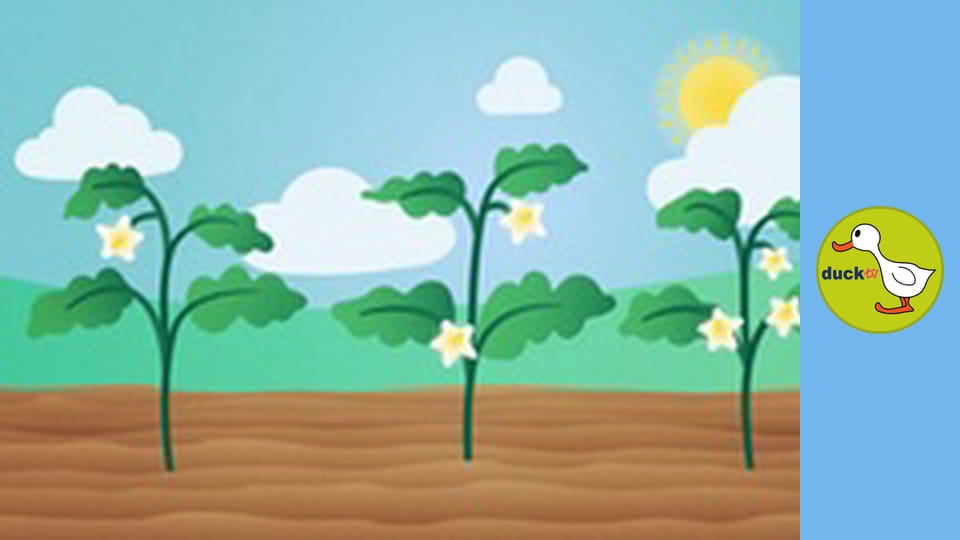 Happy Garden - Eggplant