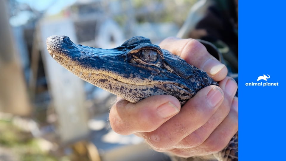 Veterinární policie Miami S16E1 - Záchrana medvěda