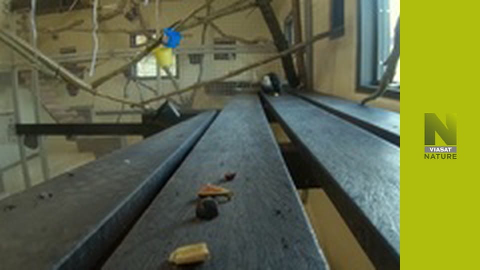 Дика гра: Чотири гравці S1E3 - Гієни