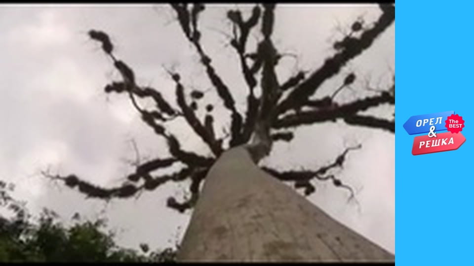 Golden Card, Issue 37