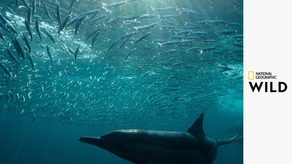 Охотники за рифами