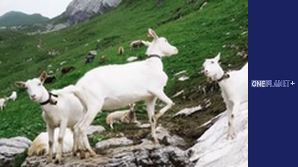 Варто Побувати. - серия 11