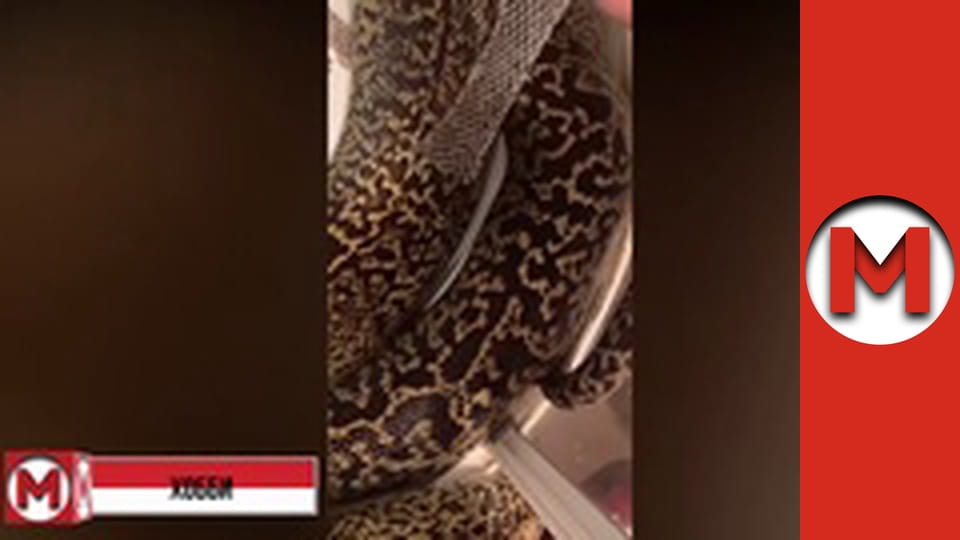 Макс ТВ- сезон 1 - серія 157