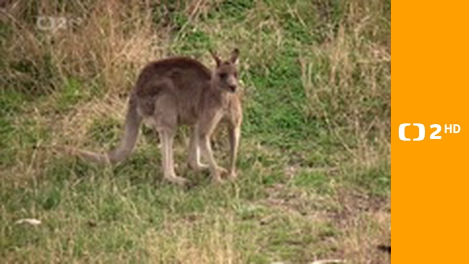 Zvířecí odysea E5 - Cesta australského klokana