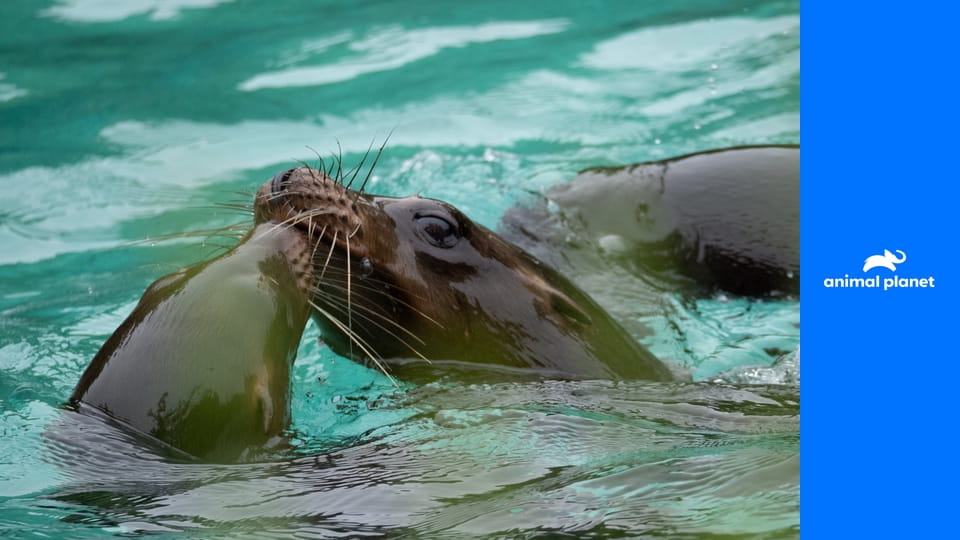 Zoo v Bronxe S5E2 - Slon odvedľa