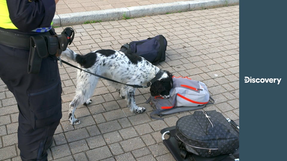 Пограничный контроль: Швеция S1E8 - Спрятанные щенки