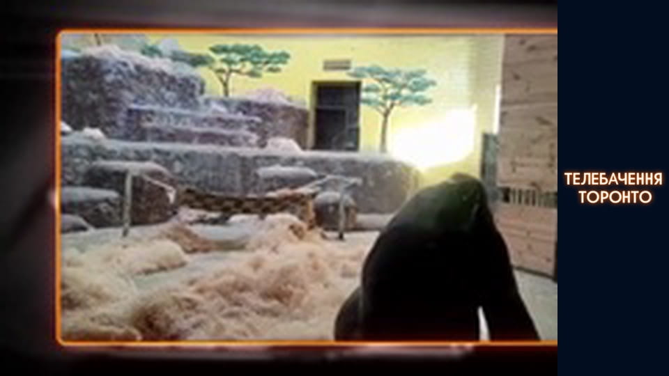 Російсько-Українська війна - серія 4