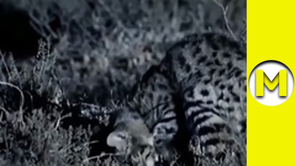 Max TV - сезон 1 - серія 60