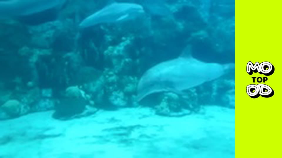 TopMood Сезон 2 Епізод 105