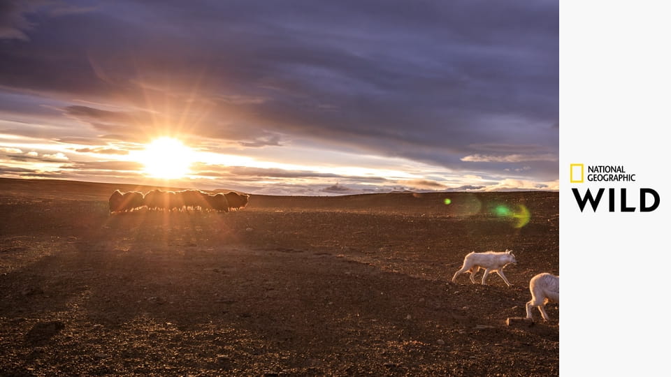 Королевство белого волка S1E1 - Поиск