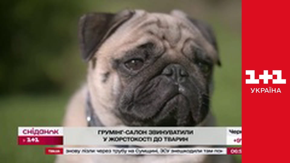 Сніданок з 1+1