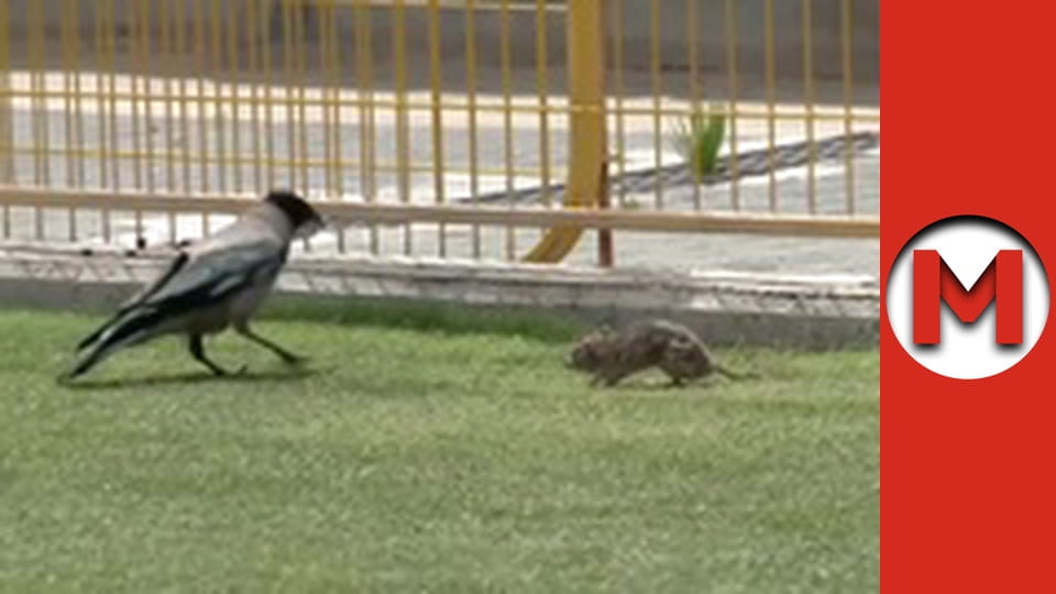 Макс ТВ- сезон 1 - серія 39