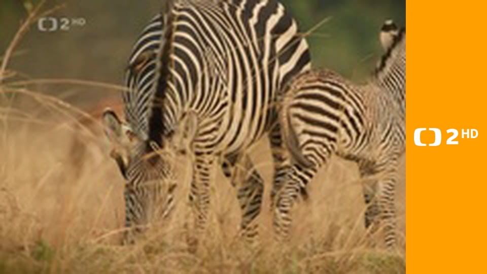 Zebry - hvězdy s pruhy