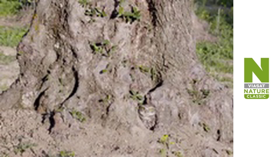 Wild Fighters - The Fight For Territory