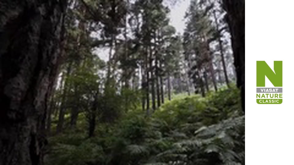 Дикі борці - Боротьба за територію