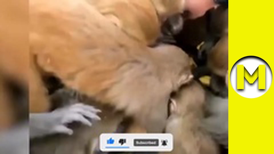 TOP (Max TV) - сезон 3 - серія 39