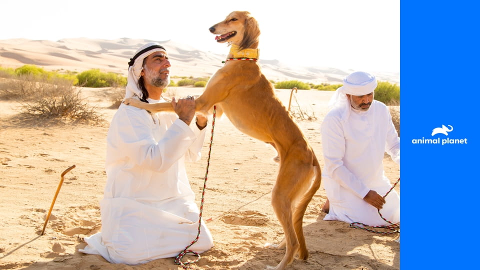 Собаки: Нерассказанная История S1E3