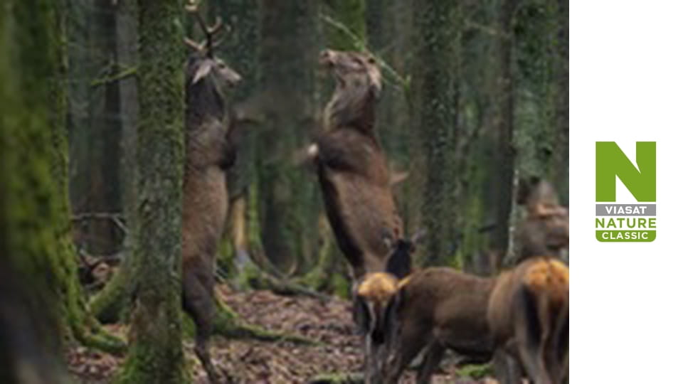 Wild Belgium - Water World