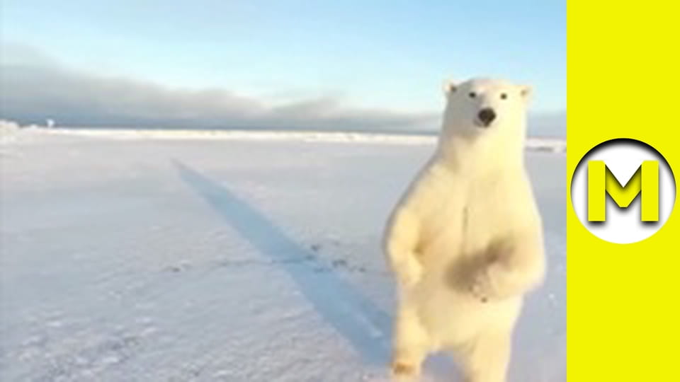 Max TV - сезон 2 - серія 47