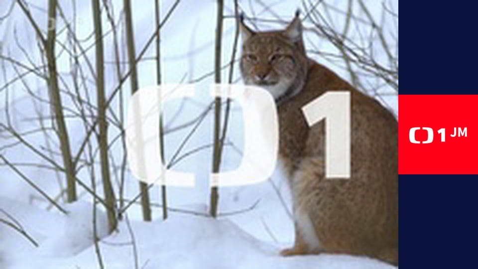 Banánové rybičky - jak přežít ztráty a nálezy