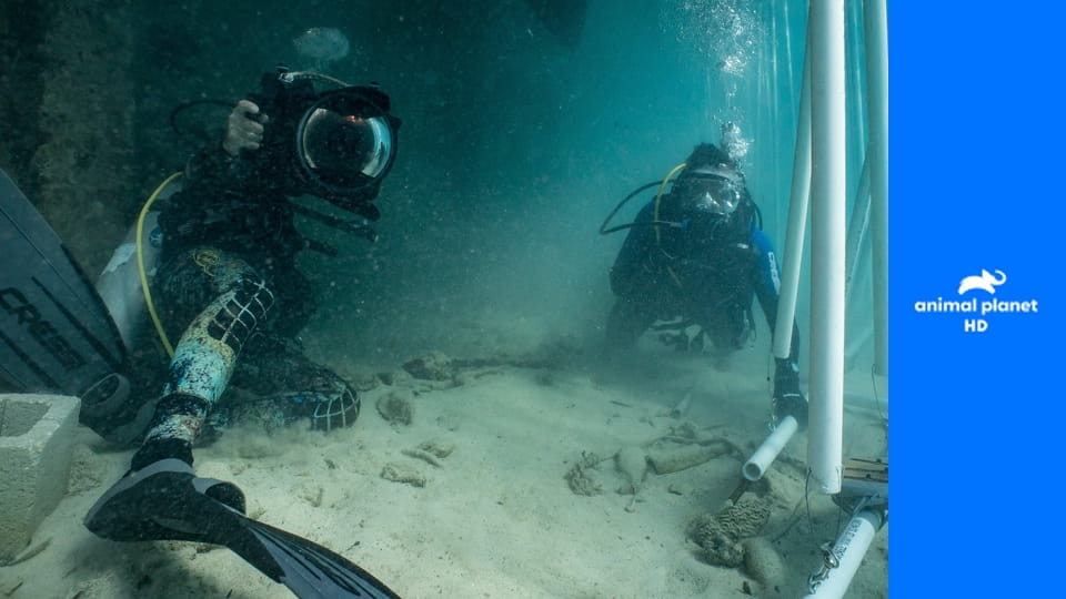 Акулы среди нас E1