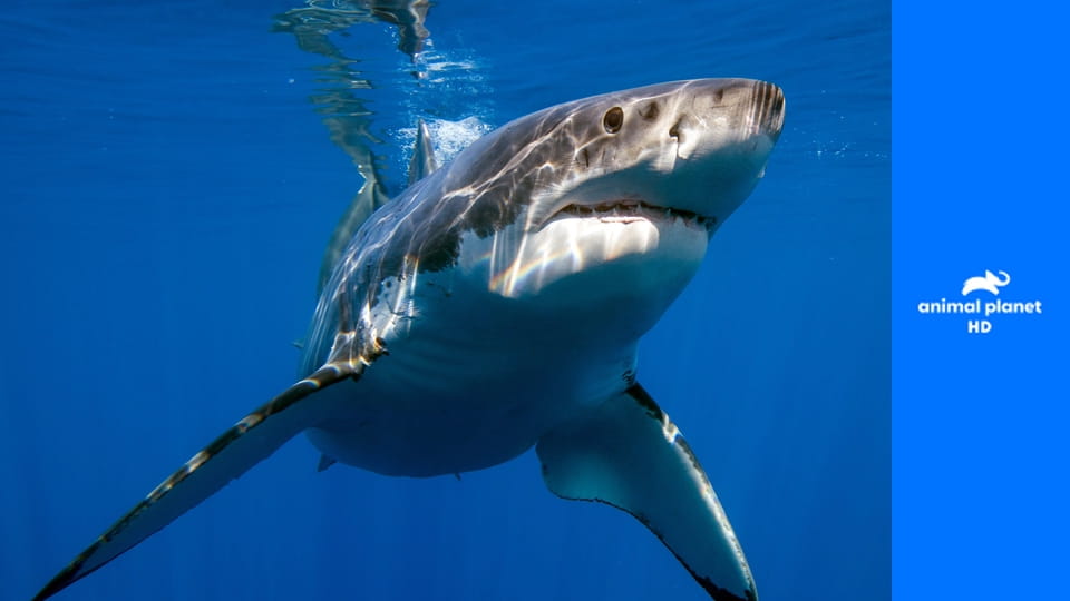 Акулы среди нас E1