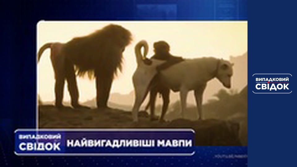 Випадковий свідок, Випуск 234