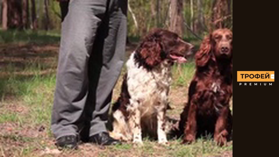 Мисливські собаки. Серiя 56