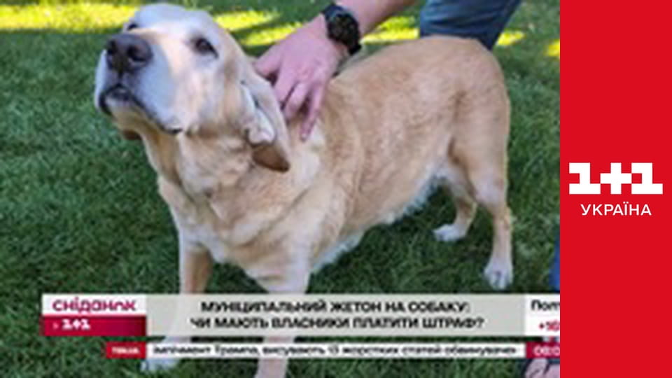 Сніданок з 1+1