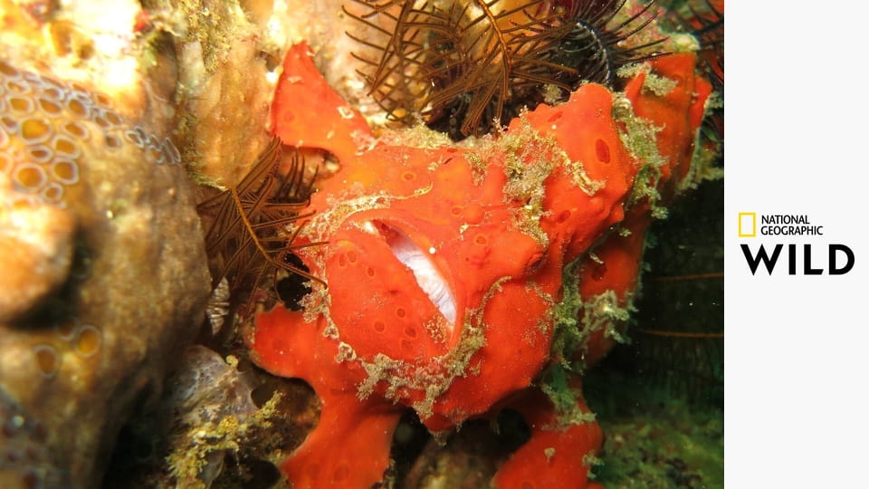 Дикая природа Филиппин S1E1 - Зачарованные острова