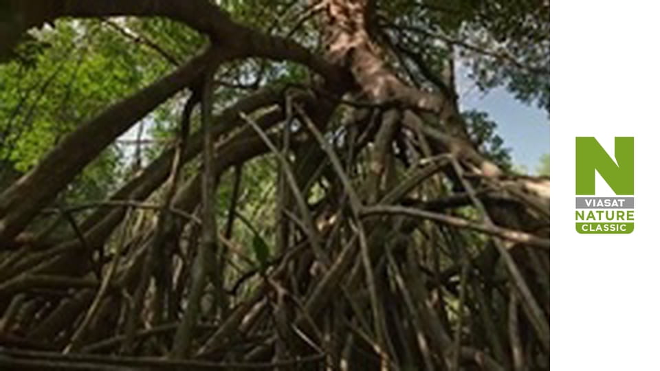 Roots of Life - Tangled In The Tides