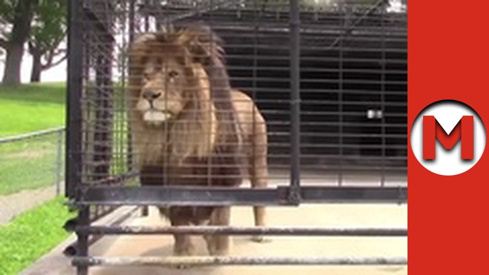 "Макс Шоу" сезон 1 серия 62