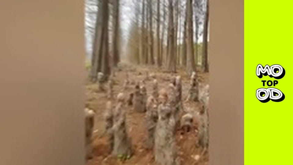 TopMood - Випуск 38