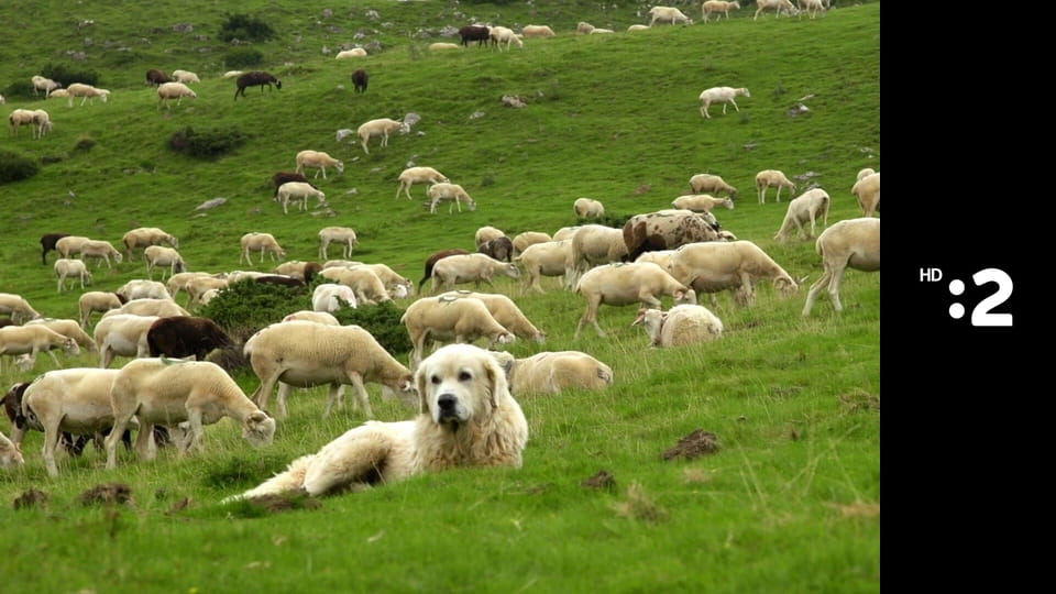 Byť tak zvieratkom E40 - Etiópsky vlk