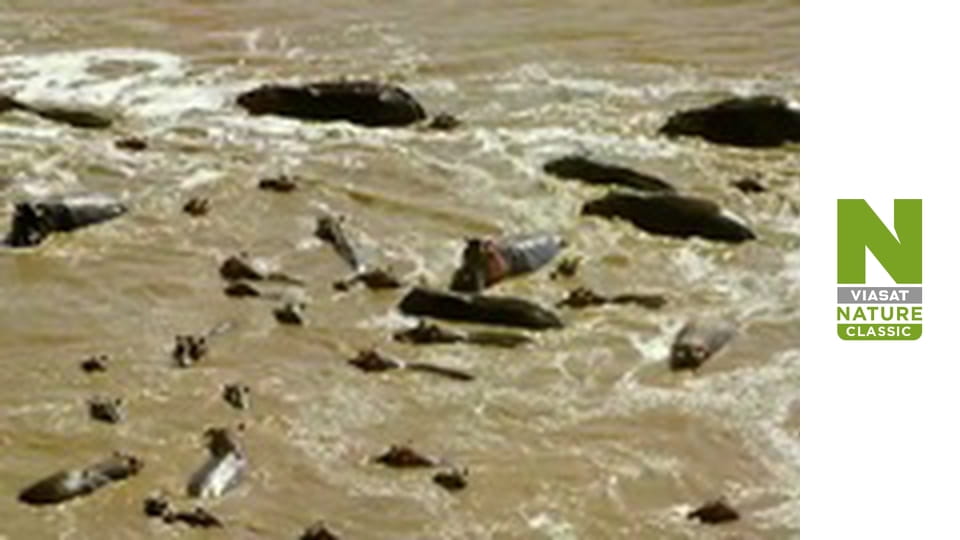 Безкрайня Африка - Долина Луангви