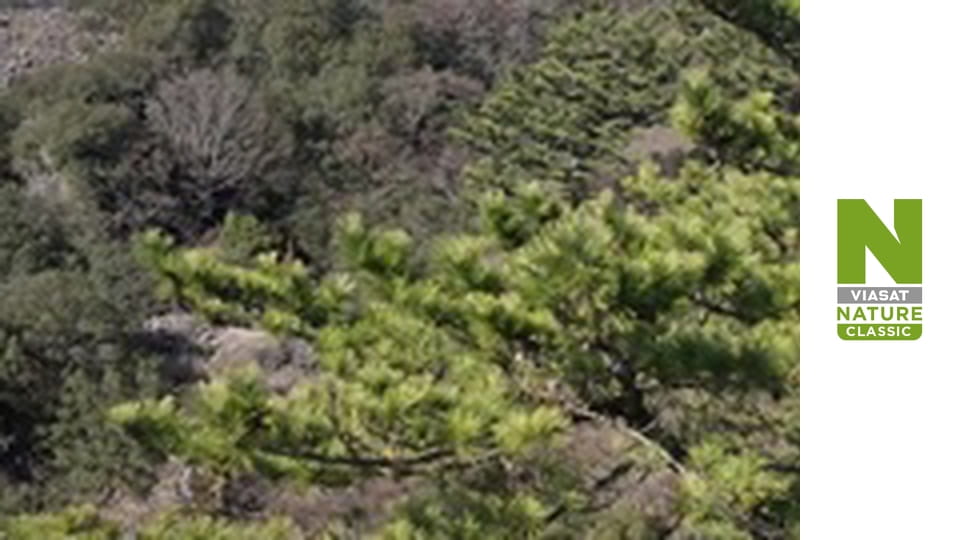 Расшифровка мира животных Сезон 1 Эпизод 2