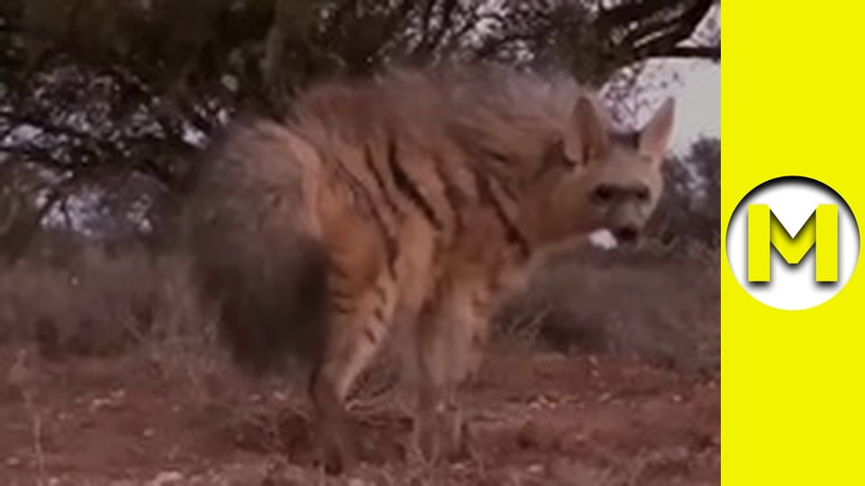 Max TV - сезон 1 - серія 95