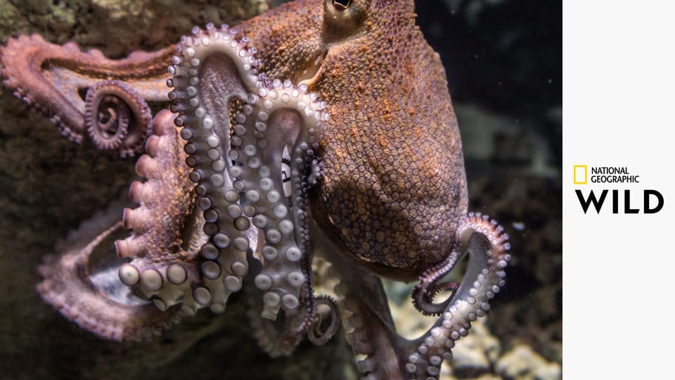 Najdziwniejsze zwierzęta świata S2E1 - Zabójcze i podstępne