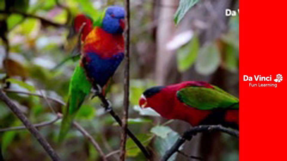 Посольство тварин - Дитинча косатки