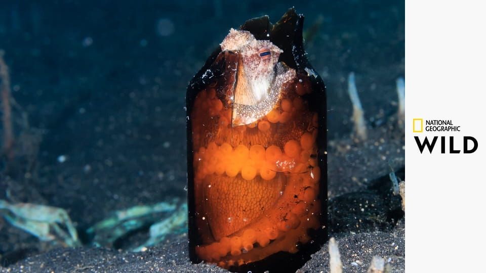 Asijští podivíni S1E1 - Hledání lásky