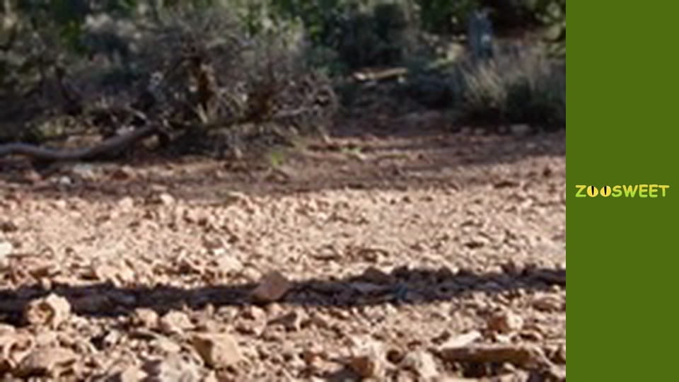 Дикі забави Сан-Дієго - серія 15